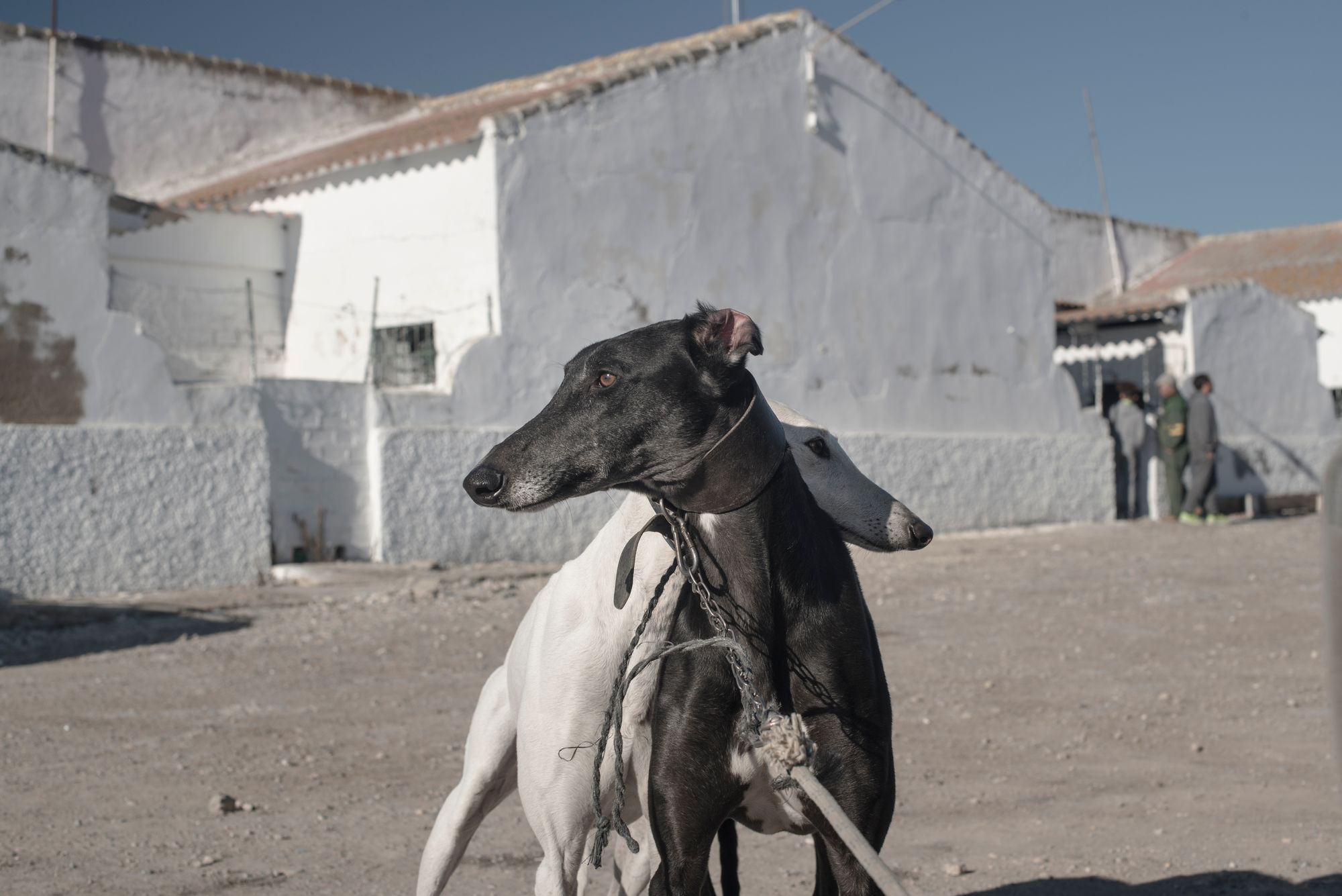 is the greyhound legal in spain