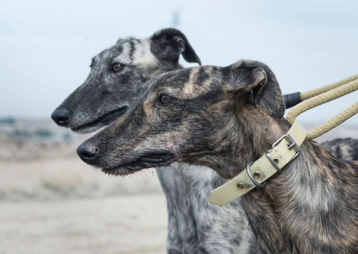 DIFERENÇAS entre GALGO INGLÊS e GALGO ESPANHOL